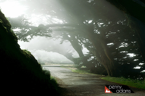 Fog and Filtered Sunlight, Point Reyes, California