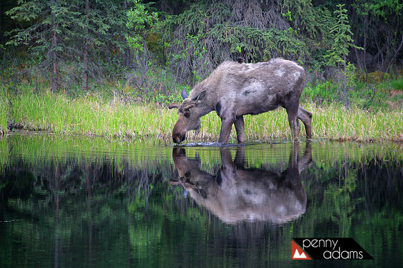 Moose, Denali National Park, Alaska
