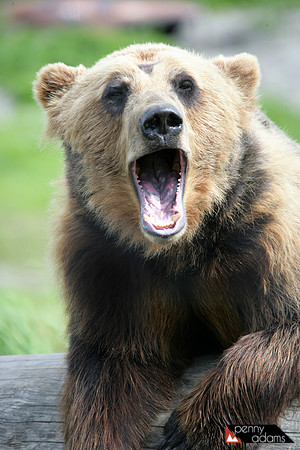 Coastal Brown Bear, Alaska
