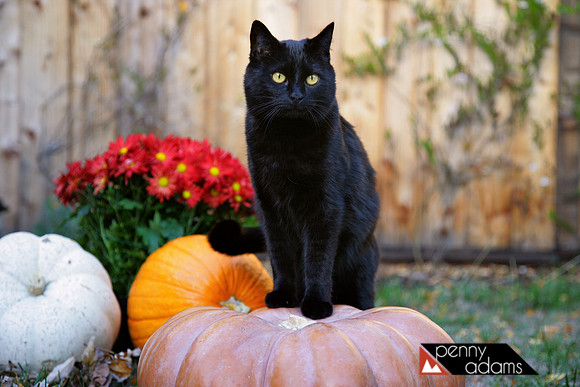Miss Boo the Halloween Queen