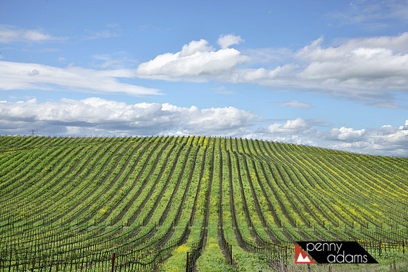 Wine Country, Sonoma Hills, Sonoma County, California