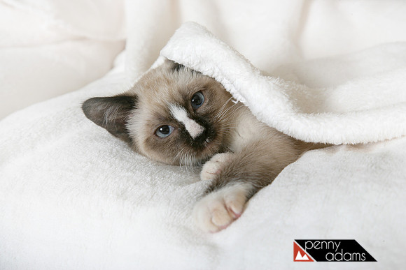 Fuji and the Blanket