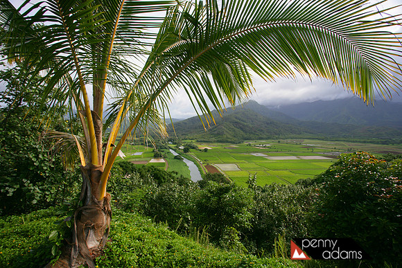 Taro Fields, Hanalei, Kauai