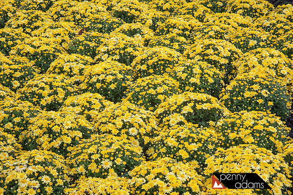 Yellow Mums