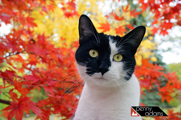 Omar in Autumn, Cleveland, Ohio