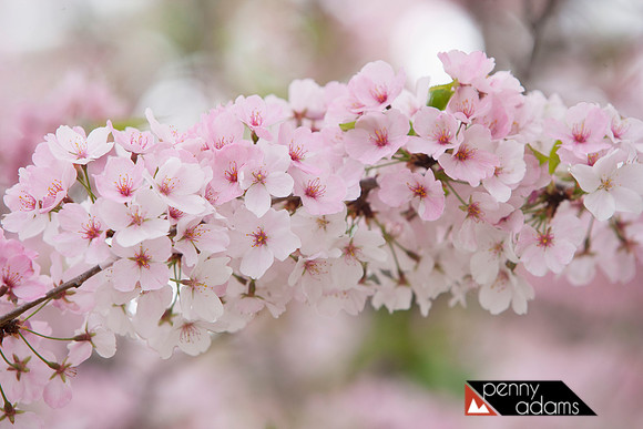 Cherry Blossoms in Spring, Nashville, Tennessee