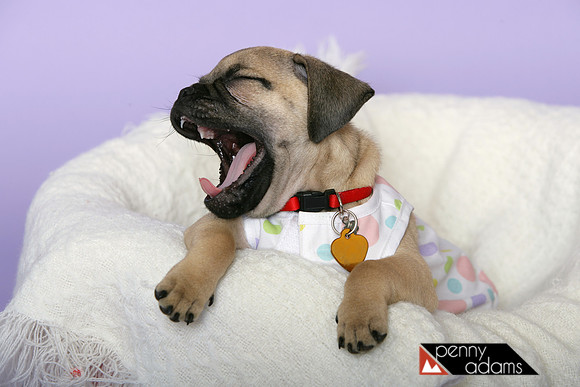 Miette Yawning
