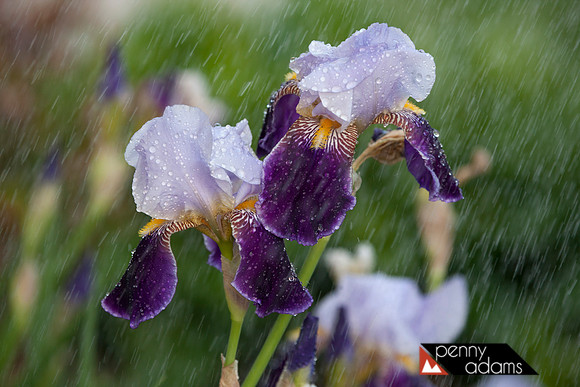 April Showers and Iris Flowers