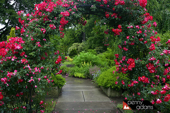 Rose Garden, Cleveland Botanical Garden, Ohio