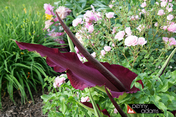 Dragon Arum