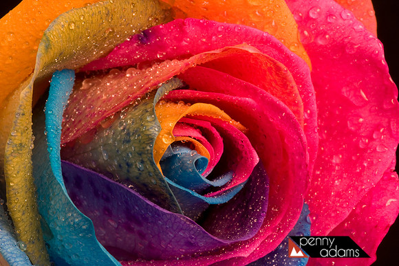 Rainbow Rose