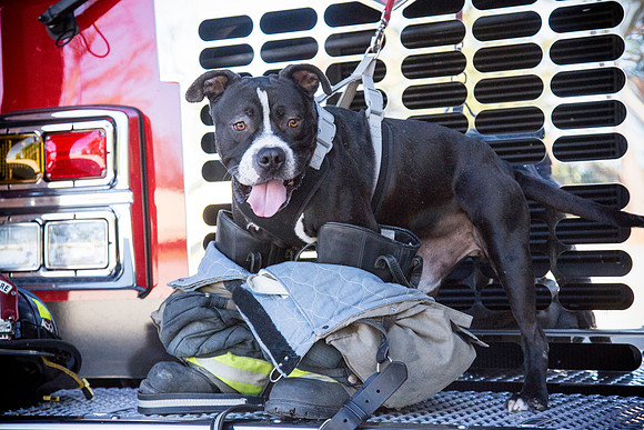 Be A Hero - Adopt a Shelter Pet