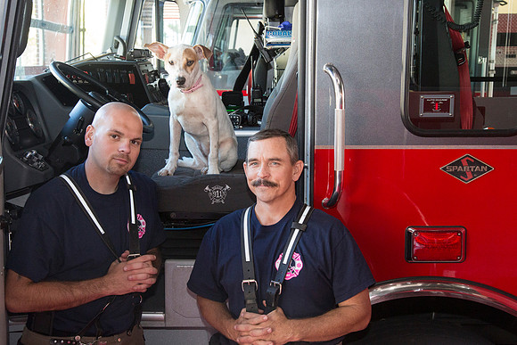 Be A Hero - Adopt a Shelter Pet