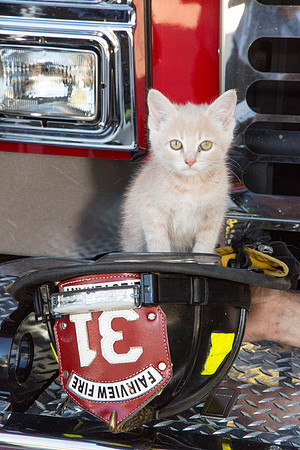 Be A Hero - Adopt a Shelter Pet