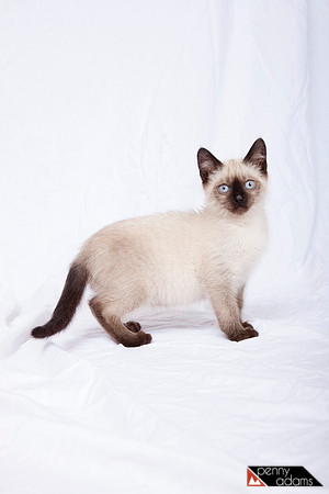 Espresso, Siamese Kitten, Cat Shoppe Rescue, Nashville, TN