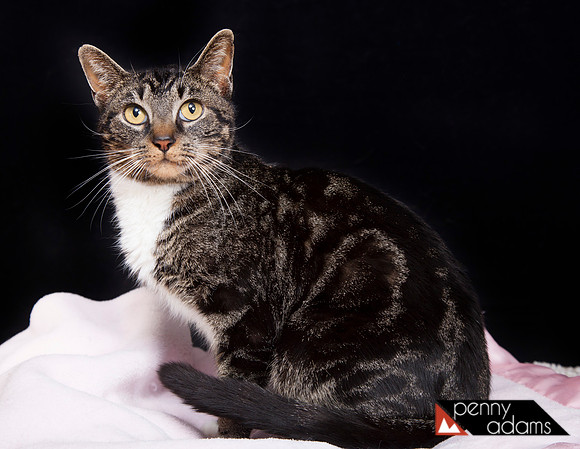 Darci, Cat Shoppe Rescue, Nashville, TN