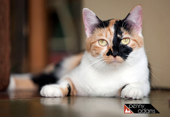 Peyton, Cat Shoppe Rescue, Nashville, TN