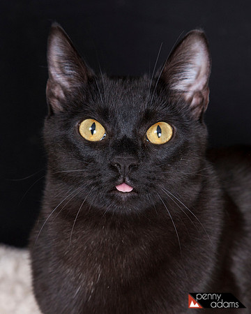 Pippin, Cat Shoppe Rescue, Nashville, TN