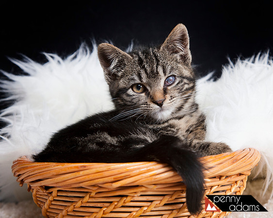 Dutchess, Cat Shoppe Rescue, Nashville, TN