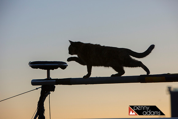 Key West Cat Show