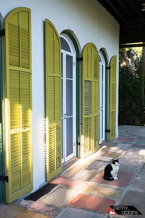 Cat, Hemingway Home, Key West