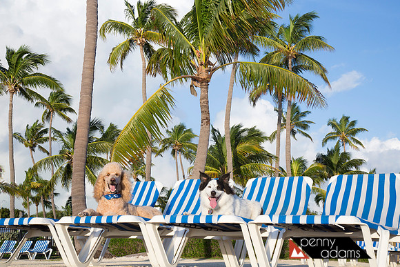 Beach Dogs