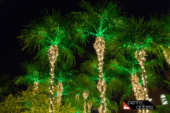 Christmas Palms, Key West, Florida
