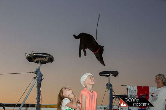 The Cat Man of Key West