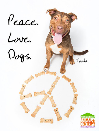 Promotion for Williamson County Animal Center