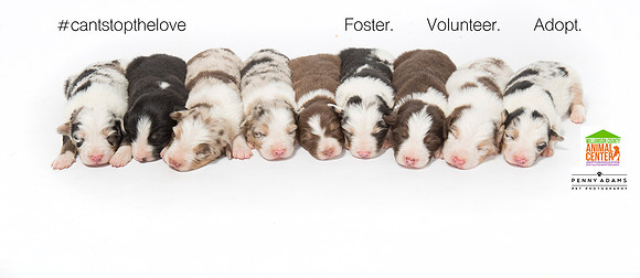 Aussie Puppies - 2016  Promotional for Williamson County Animal Center
