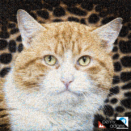 Meatball: From Metro Animal Care and Control