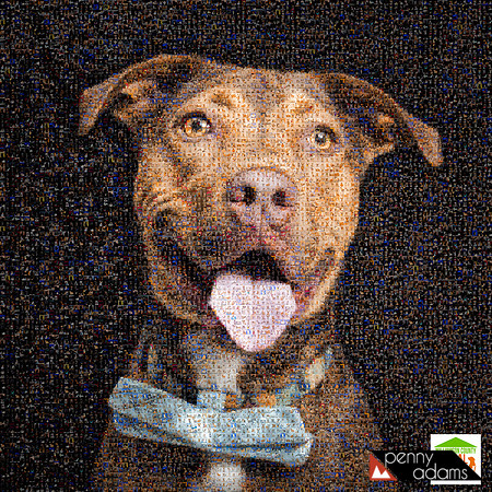 Tonka: From Williamson County Animal Center