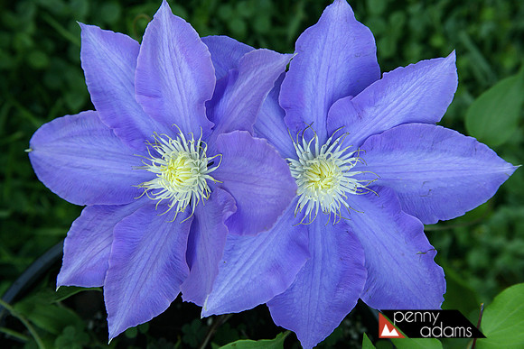Purple Clematis