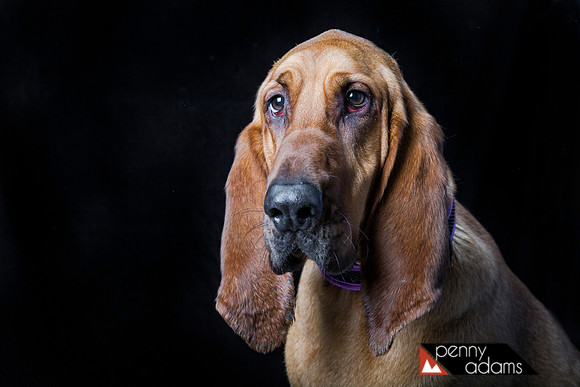 Merlin, Bloodhound