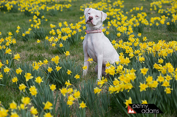 Maizy, Pit Bull Mix