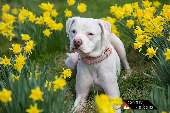 Maizy, Pit Bull Mix