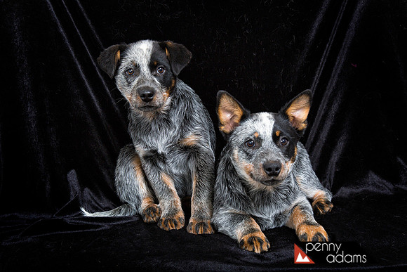 Blue Heeler Puppies