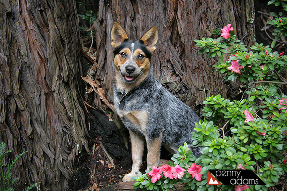 Australian Cattle Dog Puppy