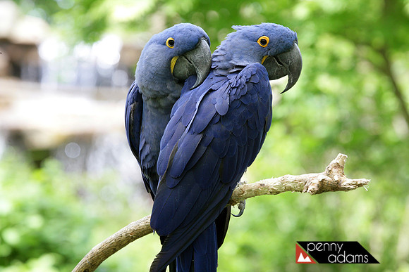 Blue Hyacinth Macaw