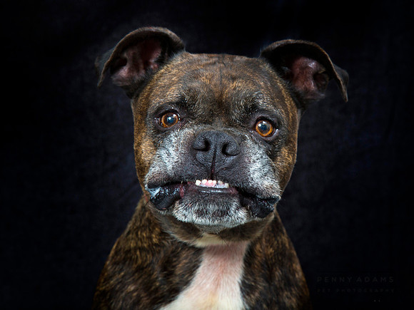 PigPen, Adopted from Metro Animal Control