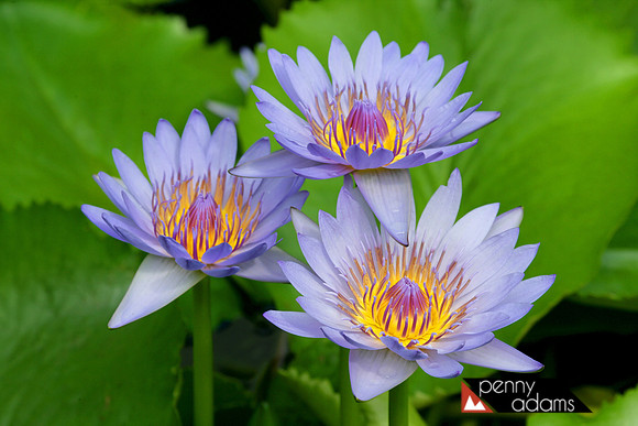 Water Lilies, Oahu, Hawaii