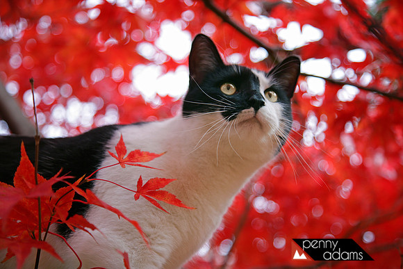 Omar in Autumn, Cleveland, Ohio