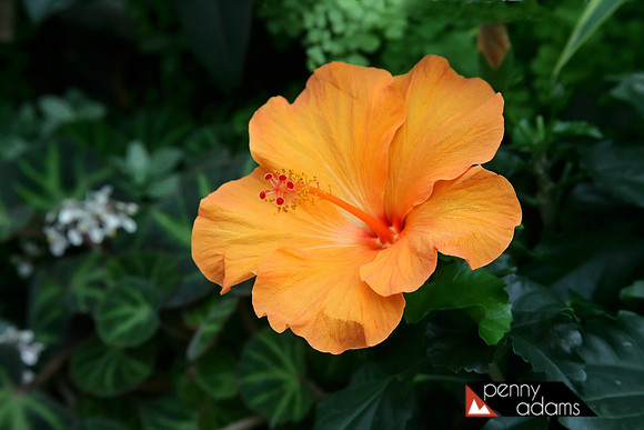 Hibiscus