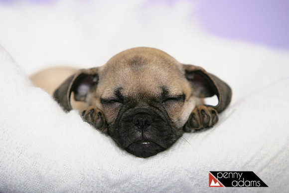 Miette Sleeping