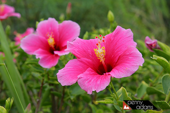 Pink Hibiscus, Kauai, Hawaii