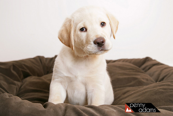 Yellow Labrador Puppy