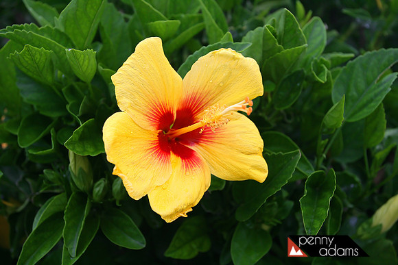Hula Girl Hibiscus, Oahu, Hawaii