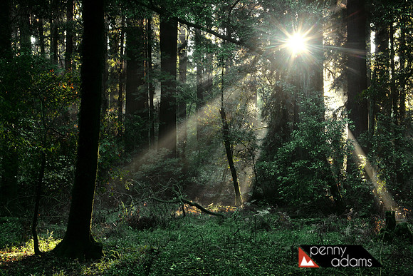 Redwoods and Rays of Sunshine
