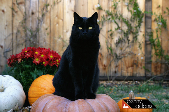 Miss Boo the Halloween Queen