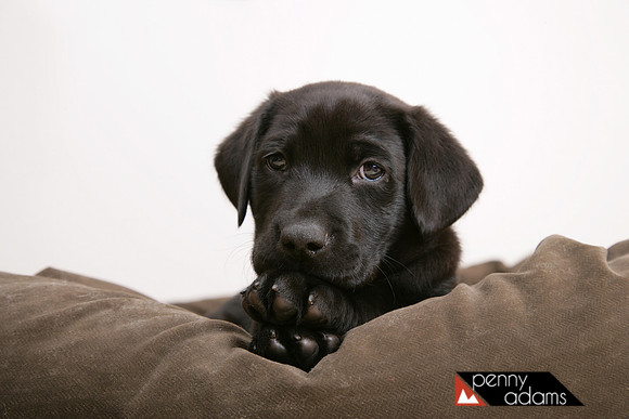 Black Labrador Puppy